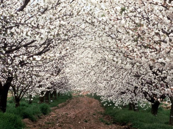 Valle del Jerte en flor