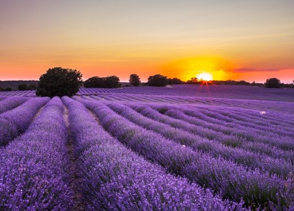Lavanda de Brihuega + meditación