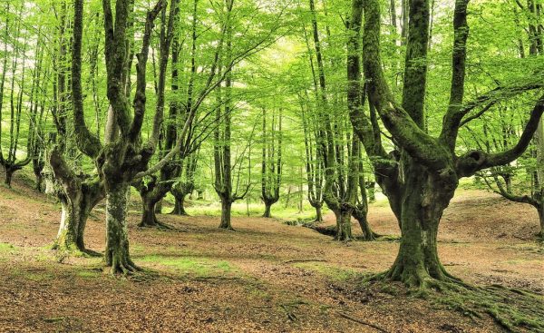 Otoño en los Bosques Vascos - Imagen 4