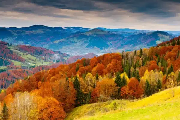 selva de irati en otoño 2025