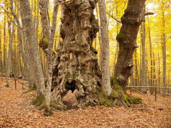 Castañar de El Tiemblo