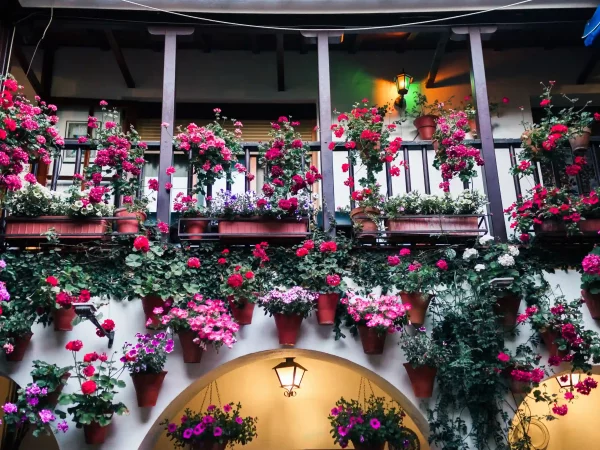 Patios de Córdoba y Écija