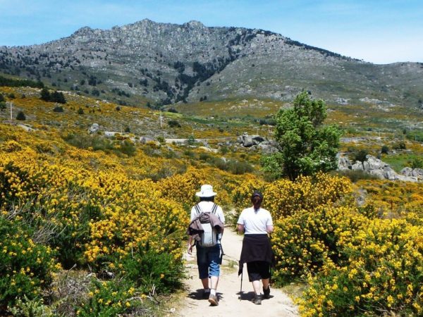 Floración del Cambroño en Guadarrama
