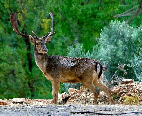 La Berrea en Cazorla - Imagen 13