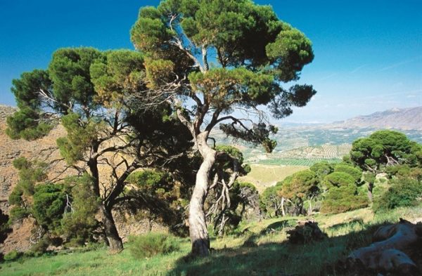 Sierra Mágina y Despeñaperros - Imagen 6