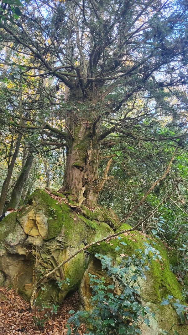 Bosques de Cantabria - Imagen 8