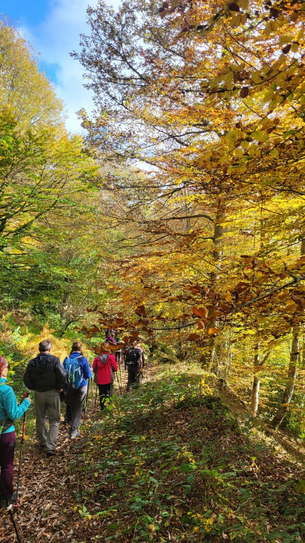 Bosques de Cantabria - Imagen 9