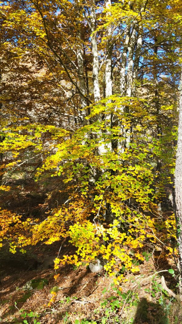 Bosques de Cantabria - Imagen 6