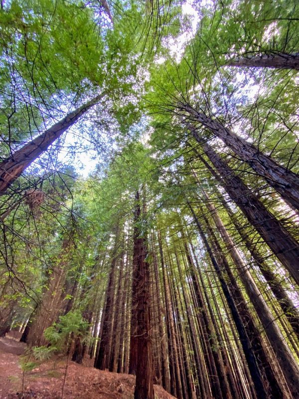 Bosques de Cantabria - Imagen 7
