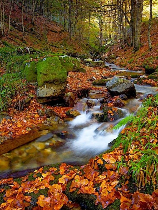 Selva de Irati y bosques navarros - Imagen 4