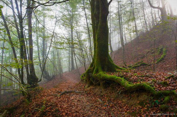Selva de Irati y bosques navarros - Imagen 9