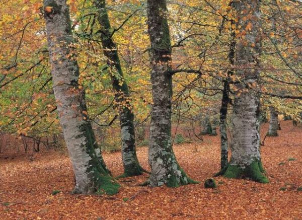 Selva de Irati y bosques navarros - Imagen 10