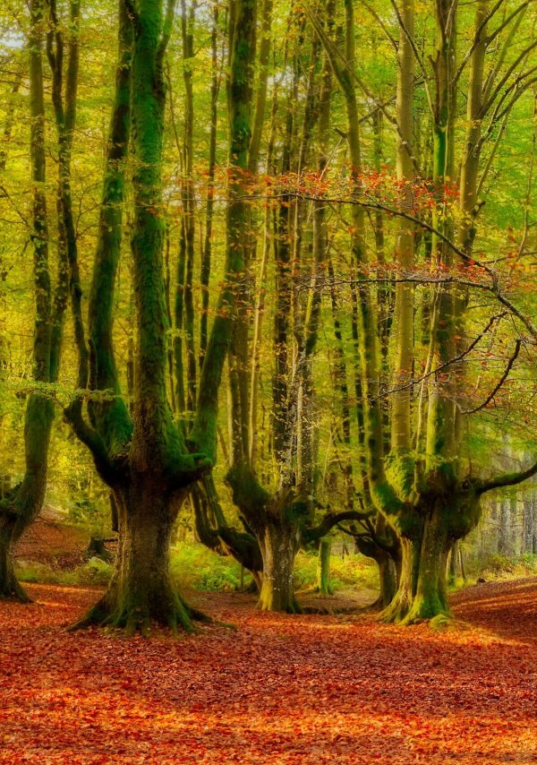 Otoño en los Bosques Vascos - Imagen 11
