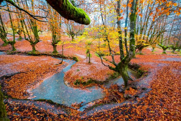 Otoño en los Bosques Vascos
